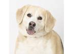 Adopt Matilda a White - with Tan, Yellow or Fawn Beagle / Mixed Breed (Medium) /