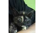 Adopt Mayflower a All Black Domestic Shorthair / Domestic Shorthair / Mixed cat