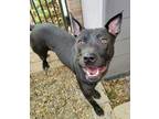 Adopt Brooklyn a Black Labrador Retriever / American Pit Bull Terrier / Mixed