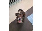 Adopt Savvy a Black Dachshund / Mixed dog in Howell, MI (34771674)