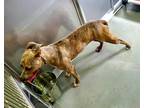 Adopt HALEY a Brindle - with White American Pit Bull Terrier / Mixed dog in