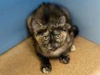 Adopt ROSIE a Tortoiseshell Domestic Shorthair / Mixed (short coat) cat in