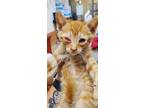 Adopt SCOUT a Orange or Red Tabby Domestic Shorthair / Mixed (short coat) cat in