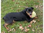 Adopt Ranger a Black - with Tan, Yellow or Fawn Rottweiler / Mixed dog in Drexel