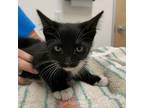 Adopt HashBrown a All Black Domestic Shorthair / Mixed cat in Phoenix