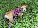 Adopt Addie a White - with Brown or Chocolate American Pit Bull Terrier /