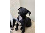 Adopt June a Black American Pit Bull Terrier / Mixed dog in Columbia City