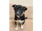 Adopt Curly a German Shepherd Dog / Mixed dog in Neillsville, WI (34771269)