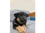 Adopt Larry a German Shepherd Dog / Mixed dog in Neillsville, WI (34771268)