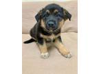 Adopt Moe a German Shepherd Dog / Mixed dog in Neillsville, WI (34771267)