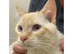 Adopt Borris a Orange or Red Siamese / Mixed cat in Ballston Spa, NY (34771410)