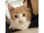 Adopt Ross a Orange or Red Domestic Shorthair / Mixed cat in Ballston Spa