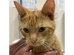 Adopt Morris a Orange or Red Domestic Shorthair / Mixed cat in Ballston Spa