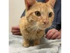 Adopt Rachel a Orange or Red Domestic Shorthair / Mixed cat in Ballston Spa