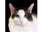 Adopt Myers a Tan or Fawn Snowshoe / Domestic Shorthair / Mixed cat in Chandler