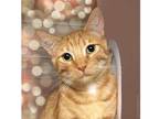 Adopt Wesley a Orange or Red Domestic Shorthair / Domestic Shorthair / Mixed cat
