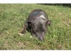 Adopt Haleigh a Gray/Silver/Salt & Pepper - with White American Pit Bull Terrier