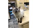 Adopt Sable / Schooley (F) a Spotted Tabby/Leopard Spotted Domestic Longhair /