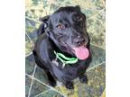 Adopt Perci a Labrador Retriever dog in Milton, DE (34771226)