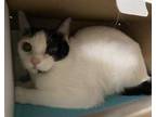 Adopt Shakey a White Domestic Shorthair / Domestic Shorthair / Mixed cat in