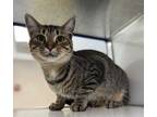 Adopt Marika the Eternal a Brown or Chocolate Domestic Shorthair / Domestic