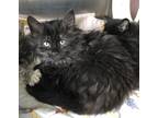 Adopt Yuzu a Domestic Longhair / Mixed cat in Salmon Arm, BC (34770895)