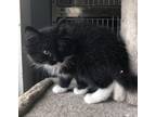 Adopt Meyer a Domestic Longhair / Mixed cat in Salmon Arm, BC (34770894)
