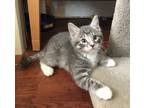 Adopt Pomelo a Domestic Shorthair / Mixed cat in Salmon Arm, BC (34770892)