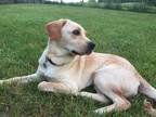 Adopt Slinky - available 5/29 a Tan/Yellow/Fawn Labrador Retriever / Retriever