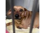 Adopt Ruby - Claremont Location a Beagle / Mixed dog in Chino Hills