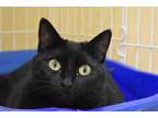 Adopt Glitter a All Black Domestic Shorthair / Domestic Shorthair / Mixed cat in