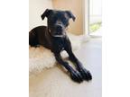 Adopt Stanley Tucci a Black - with White Boxer / Labrador Retriever / Mixed dog