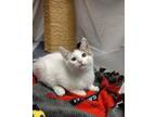 Adopt Lentil a White Domestic Shorthair / Domestic Shorthair / Mixed cat in