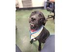 Adopt SQUIRREL a Black American Pit Bull Terrier / Labrador Retriever / Mixed