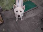 Adopt BABY A White Husky  Mixed Dog In Camarillo CA 34770767

Spayedneutered