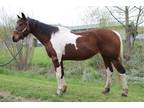 Adopt MOIRA a Bay Paint/Pinto / Mixed horse in Union, MO (34770765)