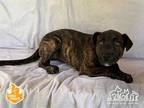 Adopt SCARLET a Brindle American Pit Bull Terrier / Mixed dog in Irvine