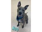 Adopt NEO A Brindle  With White American Pit Bull Terrier  Mixed Dog In Saginaw MI 34770838

Spayedneutered