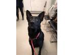 Adopt KLAUS a Black German Shepherd Dog / Mixed dog in Burlington, NC (34770823)