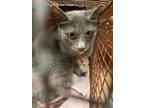 Adopt SUEDE A Gray Or Blue Domestic Mediumhair  Mixed Medium Coat Cat In Austin TX 34770721

Spayedneutered