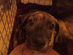 Adopt OREO A Brindle  With White Labrador Retriever  Mixed Dog In Austin TX 34769863