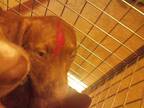 Adopt MOCHA A Brindle  With White Labrador Retriever  Mixed Dog In Austin TX 34769869