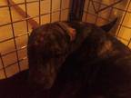 Adopt DOTTIE A Brindle  With White Labrador Retriever  Mixed Dog In Austin TX 34769860