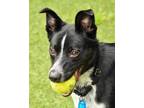 Adopt Ducky A Black Collie  Mixed Dog In Cleveland OH 34770364

Spayedneutered