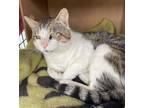 Adopt Billy a Brown Tabby Domestic Shorthair (short coat) cat in Brooklyn