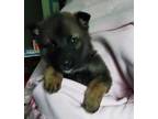 Adopt Tide A BrownChocolate German Shepherd Dog  Mixed Dog In Appleton WI 34770241