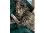 Adopt Olive a Spotted Tabby/Leopard Spotted American Shorthair / Mixed (short