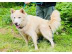 Adopt Snow a White Siberian Husky / Mixed dog in Clarkesville, GA (34770417)