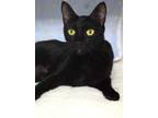 Adopt Alva a All Black Domestic Shorthair / Domestic Shorthair / Mixed cat in