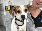 Adopt Gizmo A White Jack Russell Terrier  Mixed Dog In Mentor OH 34770271

Spayedneutered